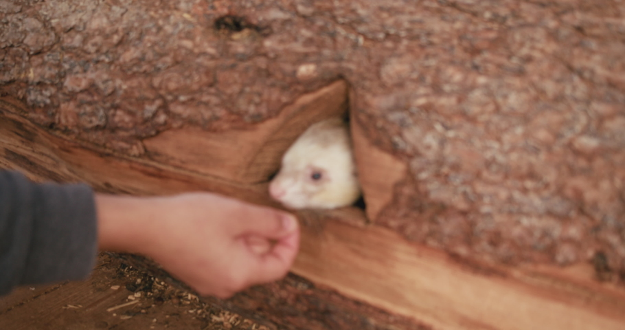 Ferrets crawl out of the house and eat food from the hands of a person.