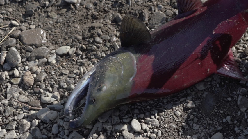 Poacher fisherman caught wild red salmon fish Sockeye Salmon (Oncorhynchus nerka) during spawning and removes it from hook tee. Slow motion