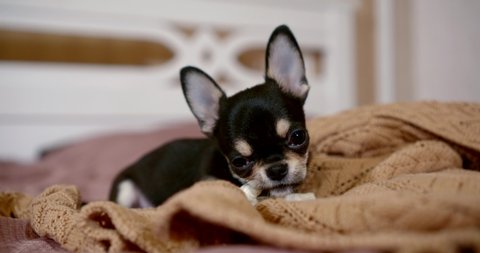Close-up portrait of a miniature Chihuahua dog is on the bed on a soft blanket, scratching his teeth, nibbling a toy. : vidéo de stock