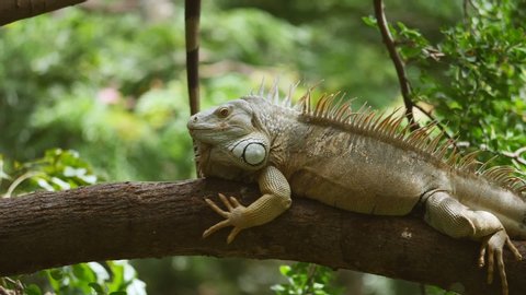 Iguana shakes its head on tree. (Slow motion)
