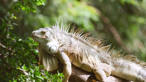 Iguana shakes its head on tree. (Slow motion)