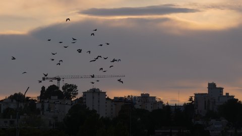 flock of birds in the sunset of Montpellier residential buildings area France