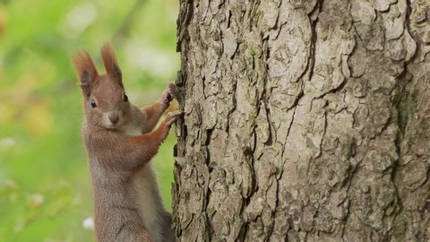 The red squirrel in the tree looks around and then runs away. The squirrel has in ear a metal tag, attached by scientists Stock Video