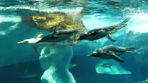 Slow motion, group of penguins swims underwater