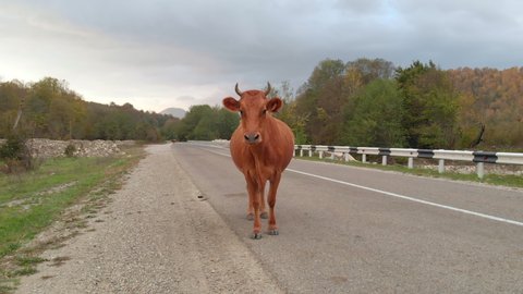 brown cow stands quietly on the country road Adlı Stok Video