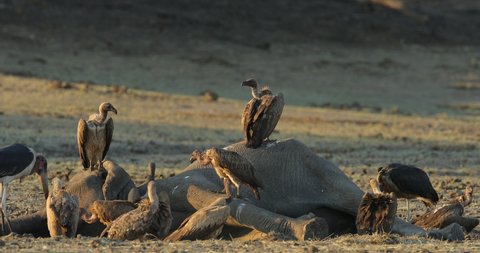 Elephant carcass with vulture a marabou storks. Bird behaviour, wildlife scene from nature, dry lake in Mana Pools in Zimbabwe in Africa. Dead elephant with vultures