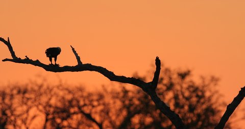 Eagle sunrise, orange sun during morning, bird in Africa. African Fish-eagle, Haliaeetus vocifer, brown bird with white head. Eagle sitting on the top of the tree, wildlife in Mana Pools NP, Zimbabwe.