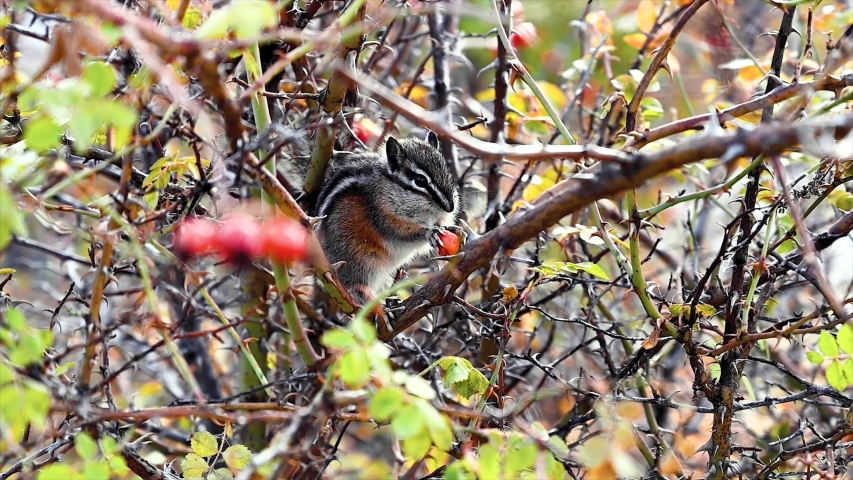 Wild eastern chipmunk on a dog rose surrounded by spikes and briers eating rose-hip seeds somewhere in British Columbia, North America 
