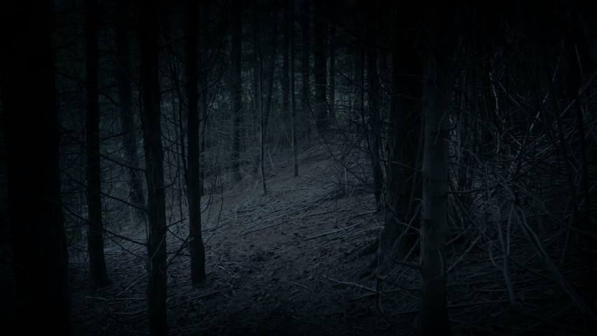 Walking Through Dark Passage In The Woods