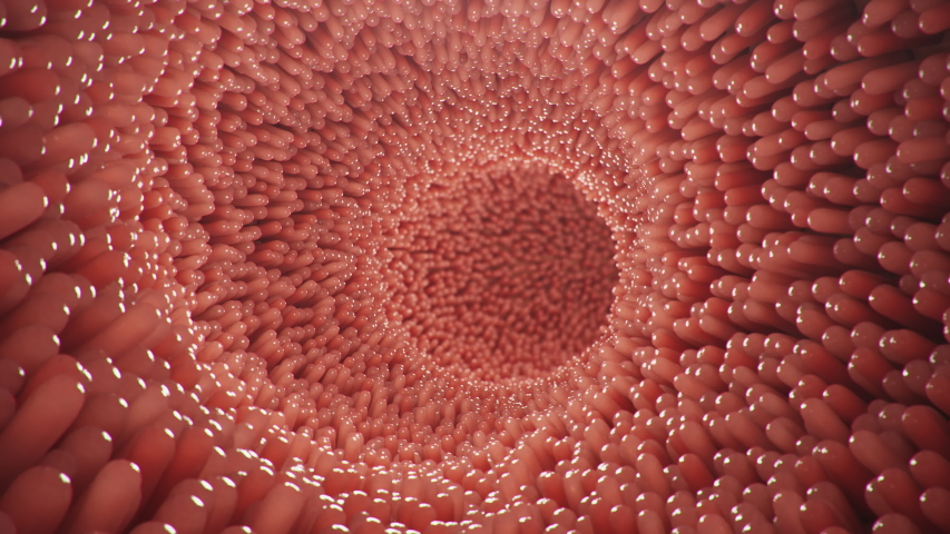 Intestinal villi. Intestine lining. Microscopic villi and capillaries for digestion and absorption of food. Human intestine. Concept of a healthy or diseased intestine. Loop seamless 4k, 3D Animation Royalty-Free Stock Footage #1039939043