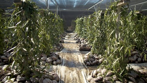 Interior Shot of a Vanilla Bean Plantation