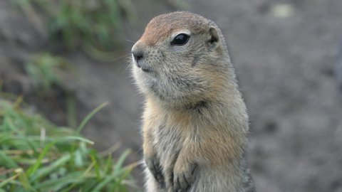Portrait of Arctic ground squirrel, carefully looking around so as not to fall into the jaws of predatory beasts. Curious wild animal of genus rodents of squirrel family. Kamchatka, Russia, Eurasia.