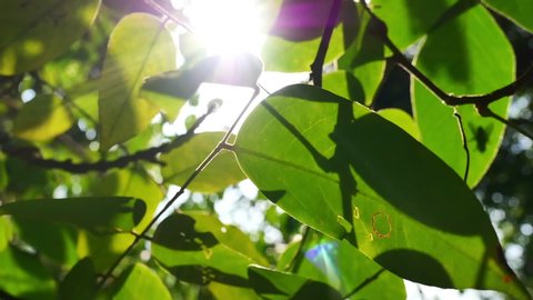 Moving shot of sunlight glimmering through green leaves tree in slow motion, Thailand. Natural greenery and environmental conservation concepts. 