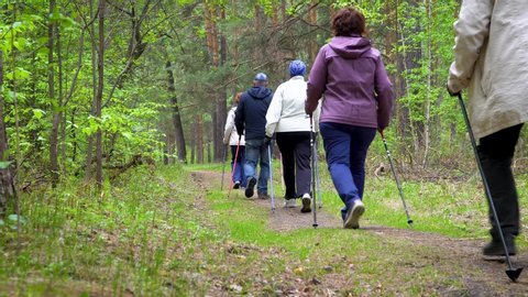 Large group of people practicing Nordic walking with poles in summer forest on a sunny day. A view from behind. 4k footage.