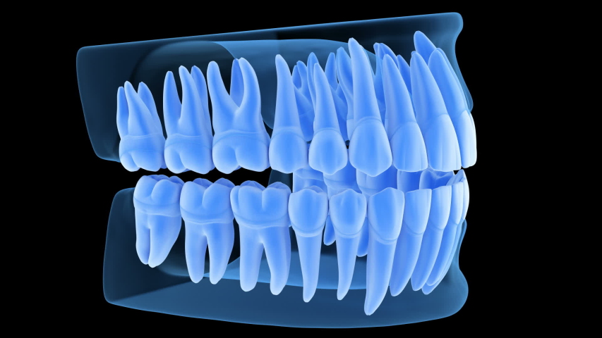 Dental Anatomy Of Mandibular Human Stock Footage Video 100 Royalty Free Shutterstock