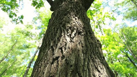 Closeup vertical panoramic scene of oak bark tree. Bottom view of beautiful nature scene in sunny day. Great hd footage 1920x1080 
