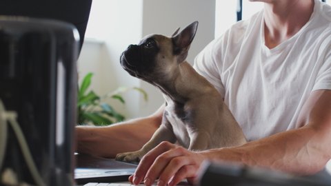 French Bulldog Puppy Sitting With Owner At Desk In Office Whilst He Works On Computer