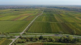 Aerial view of vineyards in the Pfalz in Germany. On a sunny day in Autumn, fall. Zoom out above grape fields.