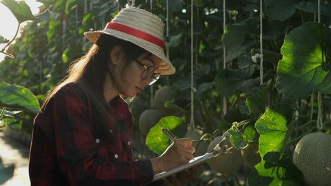 Asian woman farmer checking the quality of the melon on her farm. Owner farm with a book to record the date of production. Stock Video