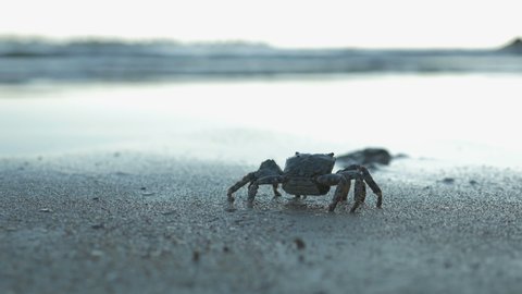 Crab walks slowly along seashore towards the rocks in close-up. Late summer evening at sea, low-angle view