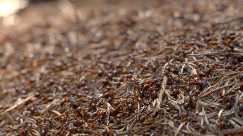 Ants Colony in Wildlife. Big Anthill in forest close-up. Natural background