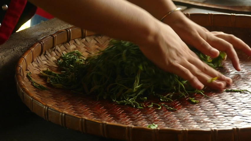 Rolling tea leaves by hand