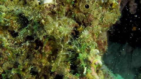 Transparent and very good camouflaged nudibranch Ghost Melibe on reef in Romblon Philippines (Melibe Engeli) Slow motion 120fps