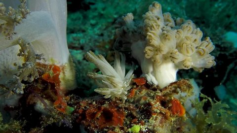 Very good camouflaged nudibranch on reef in Romblon Philippines mimic soft coral (Jacobsens Phyllodesmium) beside a Xenia soft coral, Slow motion 120fps