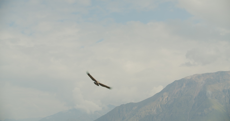 Condor flies over colca canyon in peru Royalty-Free Stock Footage #1039965014