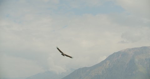 Condor flies over colca canyon in peru