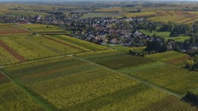Aerial view of vineyards, houses and village in the Pfalz in Germany. On a sunny day in Autumn, fall. Pan to the left beside Göcklingen