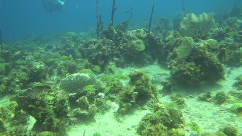 Video of coral reefs and animals from various parts of the Caribbean 