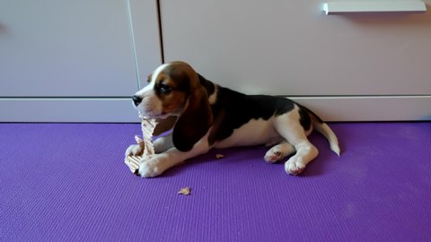 Little dog gnaw and tear piece of cardboard paper, train growing teeth. Tiny beagle lying on yoga mat at floor, nibble paper with full concentration on the process