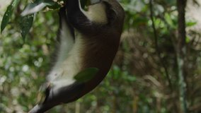 Close up of monkey climbing tree branch / Grand Etang National Park, Grenada