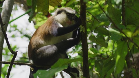 Low angle view of monkey sitting in tree / Grand Etang National Park, Grenada