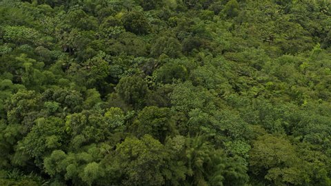 Aerial view of trees in tropical mountain forest / Grand Etang National Park, Grenada