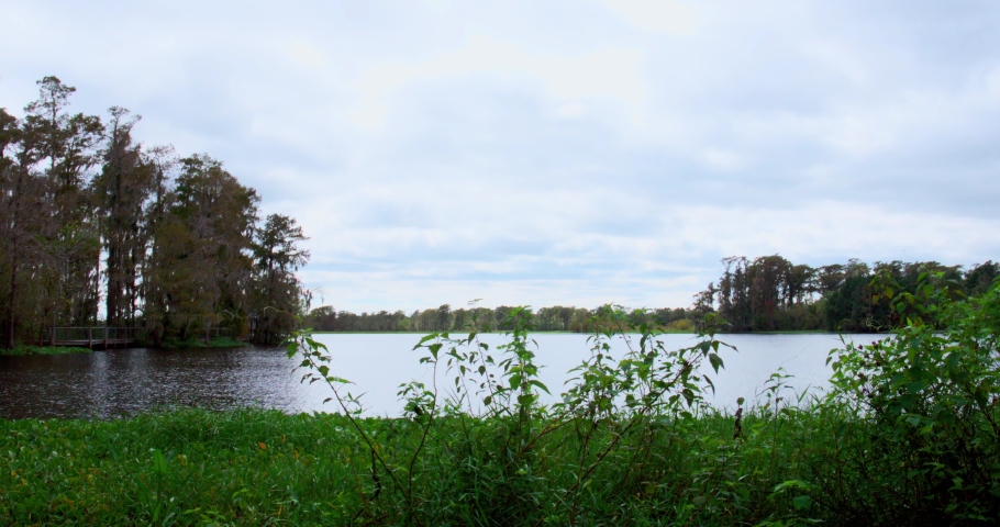 swamp landscape, with rich plant life 4k
