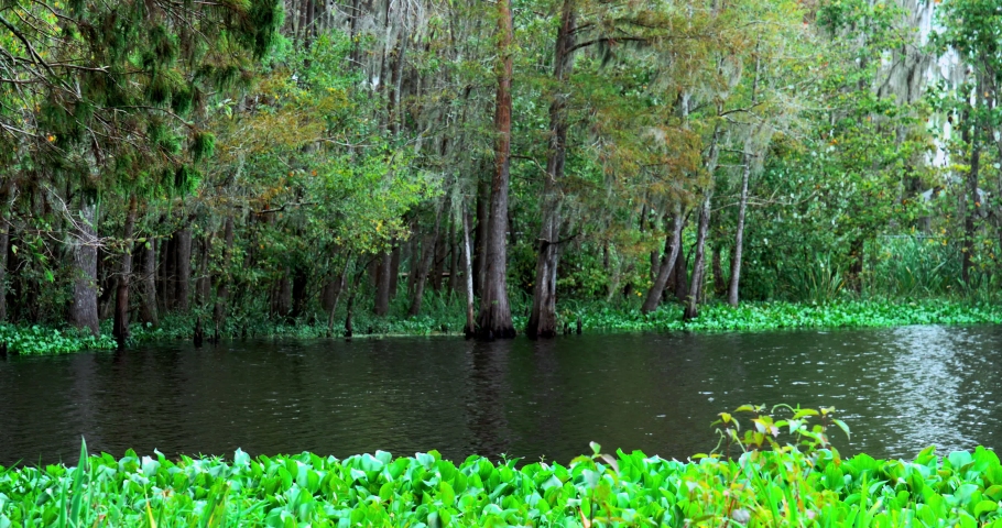 swamp landscape, with rich plant life 4k