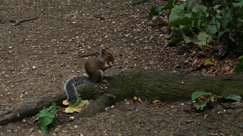 Squirrel looking for food and finding a nut Royalty-Free Stock Footage #1039976891