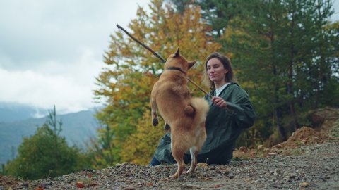 Happy young woman in green raincoat enjoys a walk in the autumn forest playing with her beloved shiba inu dog, cute girl with wet curly hair traveling with dog hiking in mountains, Nature Freedom