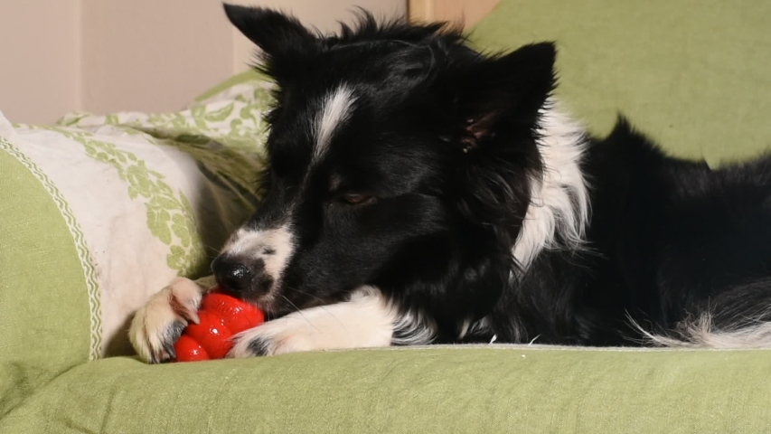 dog playing with kong