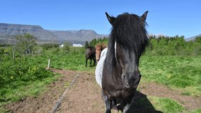 Closeup video of beautiful icelandic horses on green grazing during sunny day