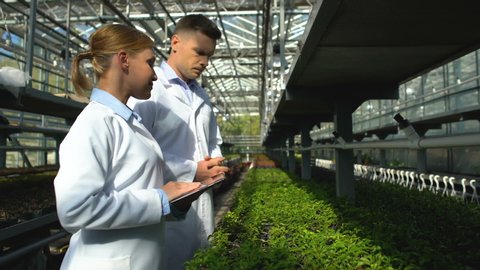 Busy scientists checking seedlings of newly bred plant in greenhouse, research