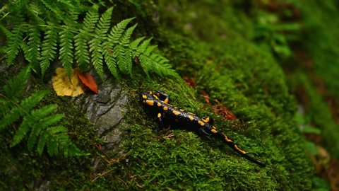 Fire salamander in the natural environment, Salamandra salamandra, close up, Czech Republic