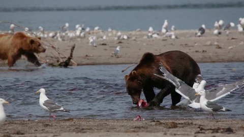 Kamchatka brown bear. Kuril lake.