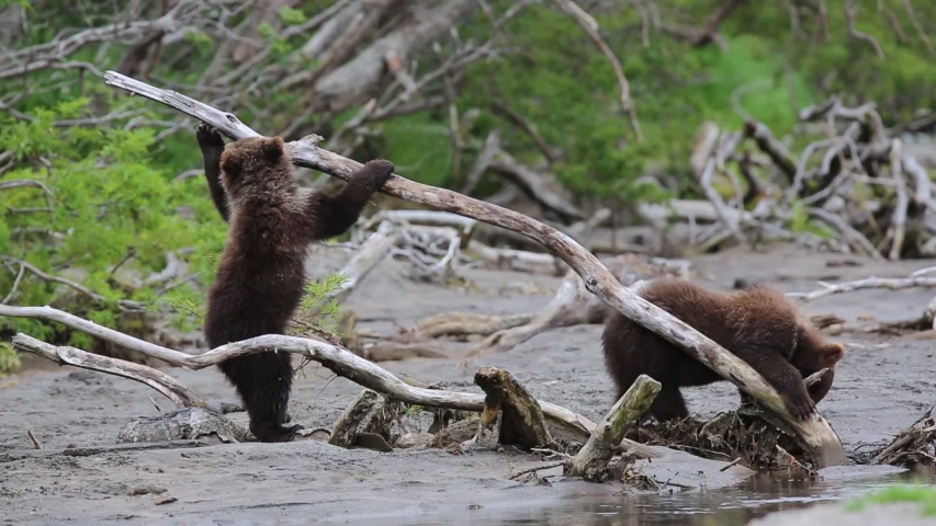 Kamchatka brown bear. Kuril lake.