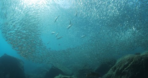 School of sardines and yellow snapper in Espiritu Santo Island, Sea of Cortez Baja California Sur Mexico.
