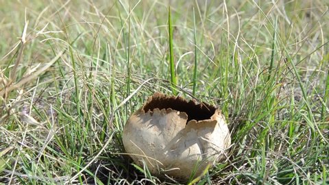 Man is touching mushroom with his hands in a meadow at autumn. Puffing smoke cloud and brown Spores coming out of puffball fungus in grassland. White giant puffball mushroom on field in nature.  