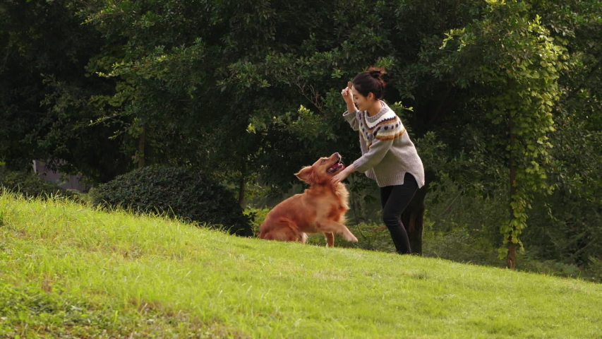 Slow motion of lovely young asian woman playing running with her dog on the lawn outdoor in the autumn park slow motion of golden retriever puppy playing run with young woman master  Royalty-Free Stock Footage #1040004287