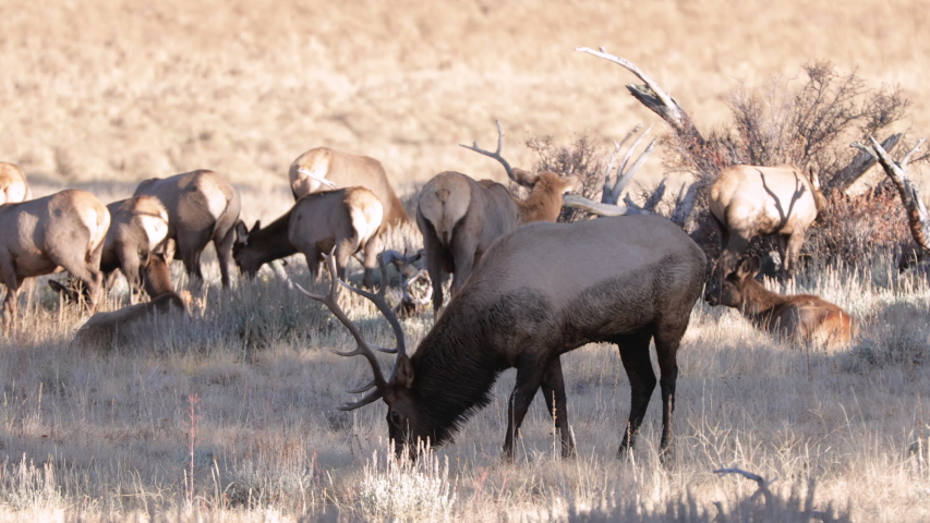 Footage - Elks Eating Grasses in Rocky Mountain National Park in Colorado - 4K